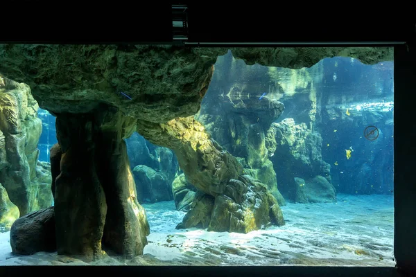 Deniz Ayısı Cenova Akvaryumunun Güzel Manzarası Çok Çeşitli Hayvanları — Stok fotoğraf