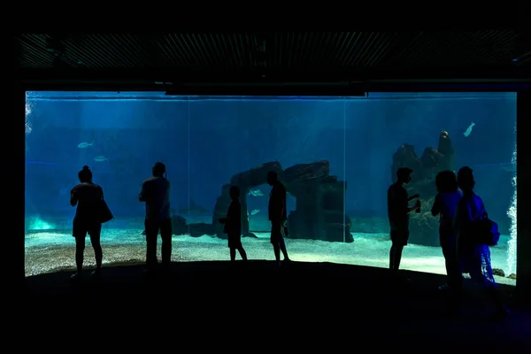 Genova Italie Juillet 2019 Visite Dans Célèbre Aquarium Gênes Grand — Photo