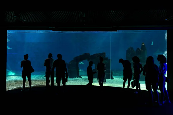 Genova Italy July 2019 Visit Famous Aquarium Genoa Largest Aquarium — Stock Photo, Image