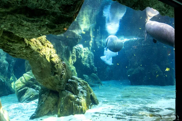 Lamantijn Prachtig Uitzicht Het Genua Aquarium Grote Verscheidenheid Aan Waterdieren — Stockfoto
