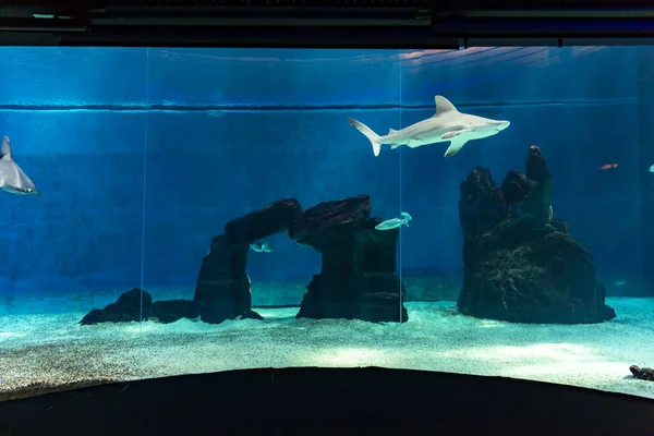 Haaientank Het Genua Aquarium — Stockfoto