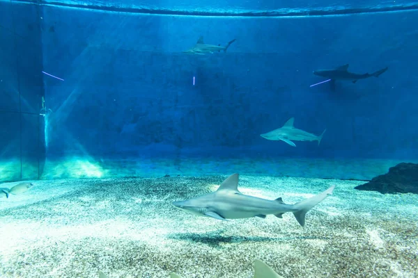 Haaientank Het Genua Aquarium — Stockfoto