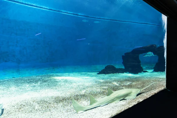 Das Haifischbecken Aquarium Von Genua — Stockfoto