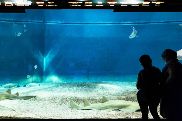 Genova Włochy Lipiec 2019 Wizyta Słynnym Akwarium Genui Największym Akwarium — Zdjęcie stockowe