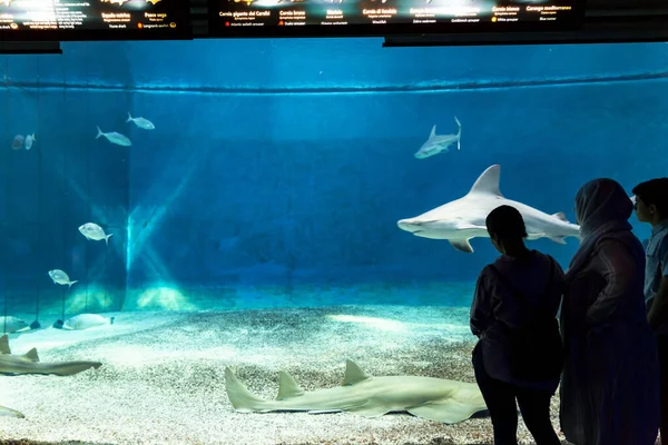 Genova Luglio 2019 Visita Famoso Acquario Genova Più Grande Italia — Foto Stock