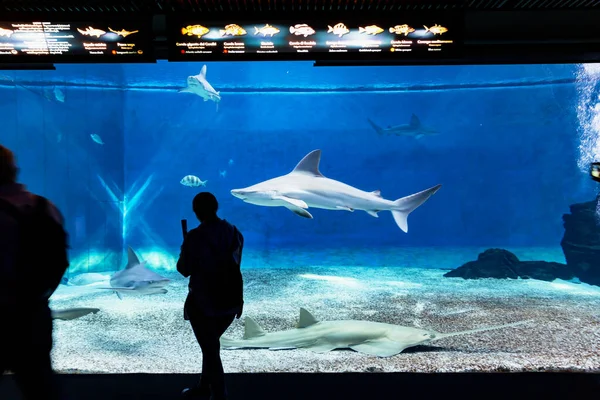 Genova Italie Juillet 2019 Visite Dans Célèbre Aquarium Gênes Grand — Photo