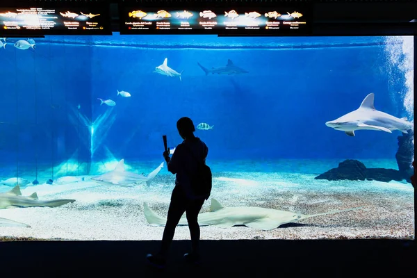 热那亚 意大利 2019年7月19日 参观著名的热那亚水族馆 这是意大利最大的水族馆 也是欧洲最大的水族馆之一 热那亚水族馆的鲨鱼鱼缸 — 图库照片