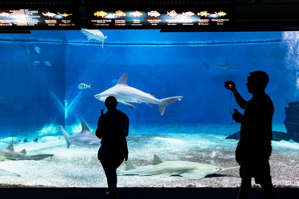Genova Italië Juli 2019 Een Bezoek Aan Het Beroemde Aquarium — Stockfoto