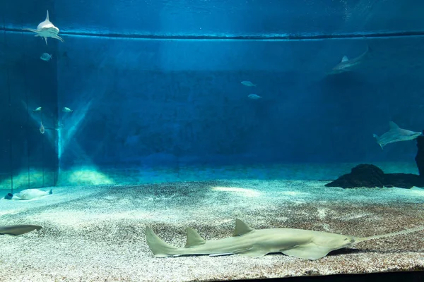 Zbiornik Rekinami Akwarium Genua — Zdjęcie stockowe