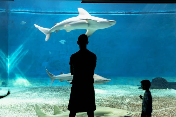 Genova Luglio 2019 Visita Famoso Acquario Genova Più Grande Italia — Foto Stock