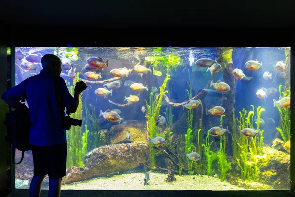 Genova Italien Juli 2019 Ett Besök Det Berömda Akvariet Genua — Stockfoto