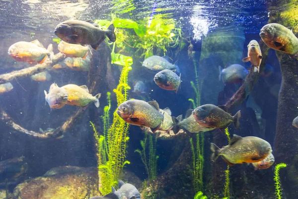 Piranie Piękny Widok Akwarium Genua Duża Różnorodność Zwierząt Wodnych — Zdjęcie stockowe