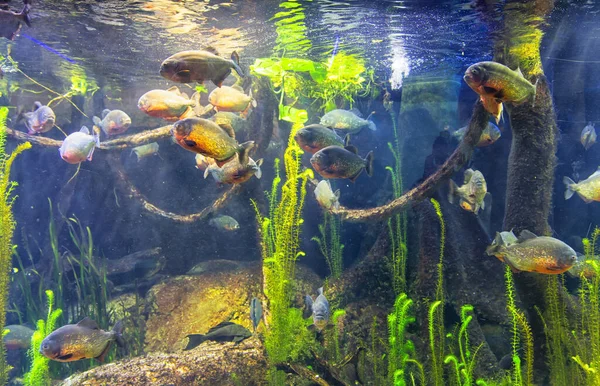 Piranha Bella Vista Sull Acquario Genova Grande Varietà Animali Acquatici — Foto Stock