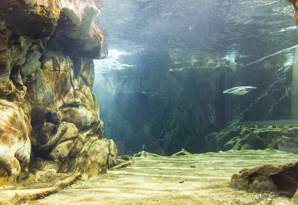 Piękny Widok Akwarium Genua Duża Różnorodność Zwierząt Wodnych — Zdjęcie stockowe