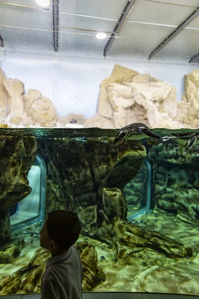 Genova Italië Juli 2019 Een Bezoek Aan Het Beroemde Aquarium — Stockfoto