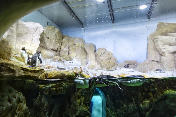 Der Arktische Lebensraum Der Pinguine Aquarium Von Genua — Stockfoto