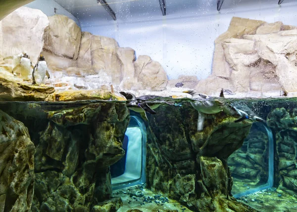 Poolhabitat Van Pinguïns Nagebootst Het Aquarium Van Genua — Stockfoto