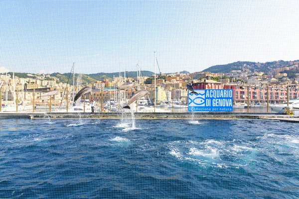 Genova Itálie Června 2019 Návštěva Známého Janova Akvária Delfíní Show — Stock fotografie