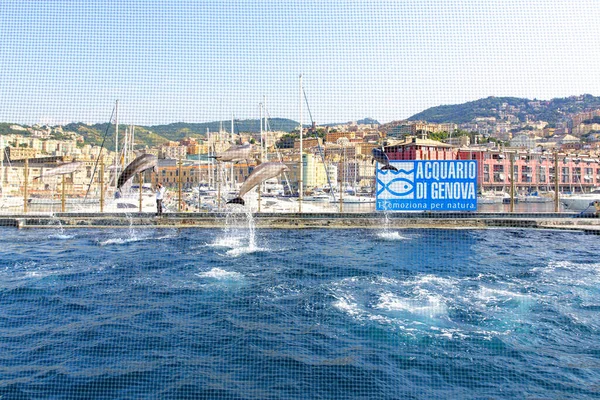 Genova Italie Juillet 2019 Visite Aquarium Gênes Spectacle Dauphins Aquarium — Photo