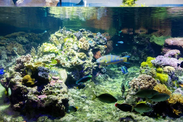 Piękny Widok Akwarium Genua Duża Różnorodność Zwierząt Wodnych — Zdjęcie stockowe