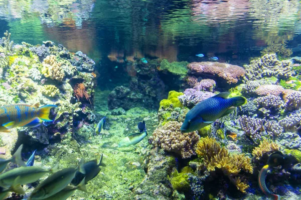 Prachtig Uitzicht Het Genua Aquarium Grote Verscheidenheid Aan Waterdieren — Stockfoto