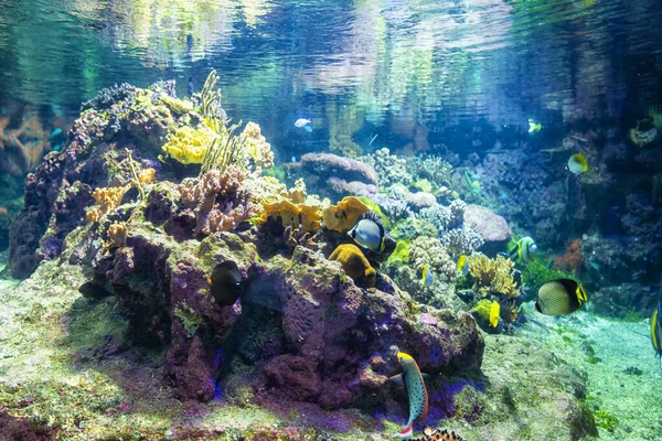 Hermosa Vista Del Acuario Génova Gran Variedad Animales Acuáticos — Foto de Stock