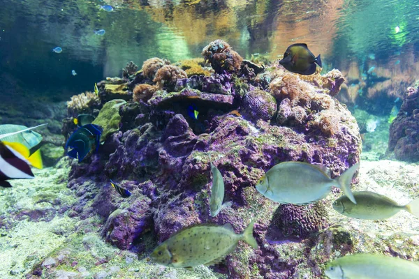 Schöne Aussicht Auf Das Aquarium Von Genua Große Vielfalt Wassertieren — Stockfoto