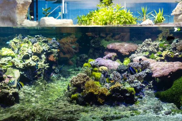 Prachtig Uitzicht Het Genua Aquarium Grote Verscheidenheid Aan Waterdieren — Stockfoto