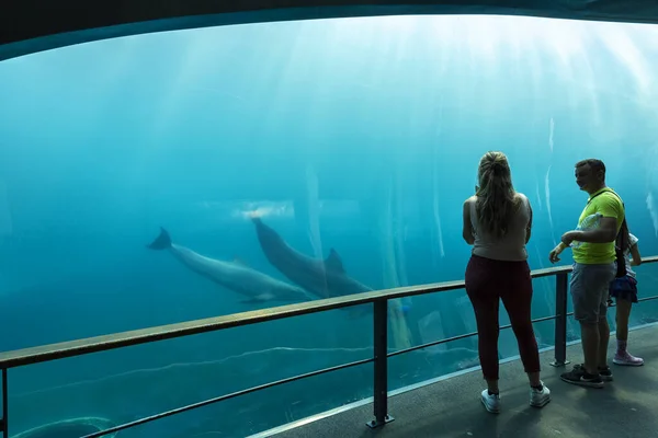 热那亚 意大利 2019年7月19日 参观著名的热那亚水族馆 这是意大利最大的水族馆 也是欧洲最大的水族馆之一 热那亚水族馆的美丽景色 水生动物种类繁多 — 图库照片