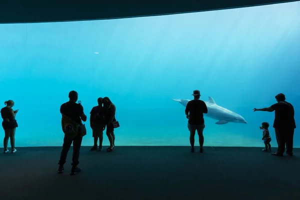 热那亚 意大利 2019年7月19日 参观著名的热那亚水族馆 这是意大利最大的水族馆 也是欧洲最大的水族馆之一 热那亚水族馆的美丽景色 水生动物种类繁多 — 图库照片