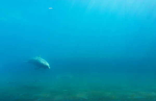 ジェノヴァ水族館の美しい景色 多種多様な水生動物 — ストック写真
