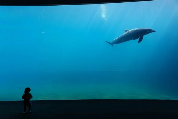 热那亚 意大利 2019年7月19日 参观著名的热那亚水族馆 这是意大利最大的水族馆 也是欧洲最大的水族馆之一 热那亚水族馆的美丽景色 水生动物种类繁多 — 图库照片