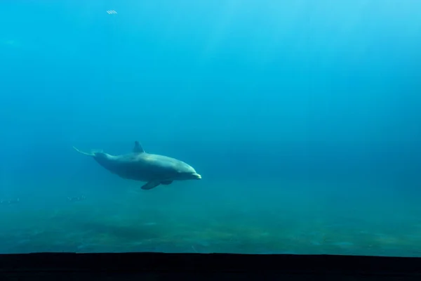 Belle Vue Sur Aquarium Gênes Grande Variété Animaux Aquatiques — Photo