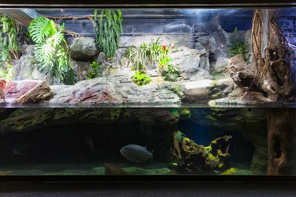 Schöne Aussicht Auf Das Aquarium Von Genua Große Vielfalt Wassertieren — Stockfoto