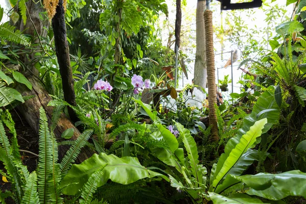 Intérieur Biosphère Bâtiment Qui Fait Partie Aquarium Gênes Ligurie Italie — Photo