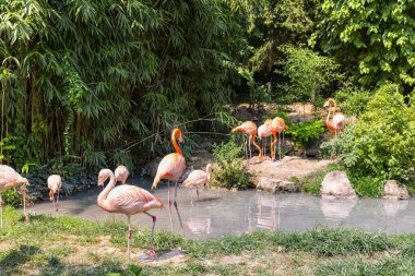 Animals in their reconstructed natural habitat. Zoological park