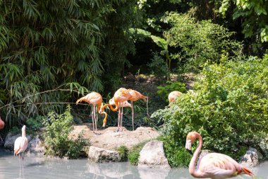 Animals in their reconstructed natural habitat. Zoological park