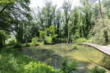 BUSSOLENGO, ITALY, 2019 July 20: lifesize reconstruction of a giant dinosaur in the Natura Viva Park, Bussolengo, Italy.