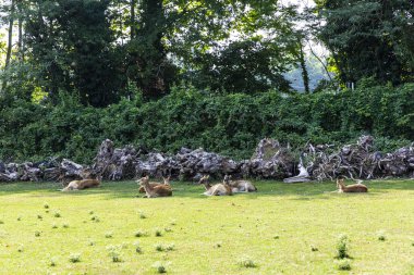 Animals in their reconstructed natural habitat. Zoological park