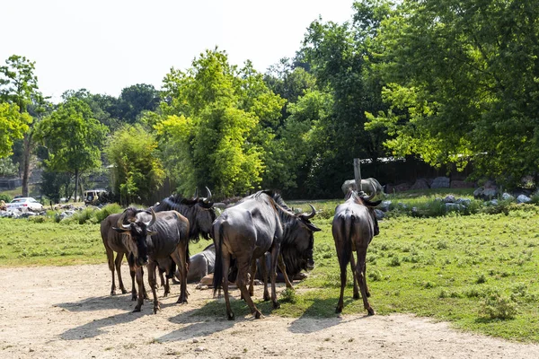 Animales Hábitat Natural Reconstruido Parque Zoológico — Foto de Stock