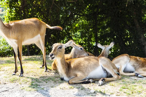 Animals Reconstructed Natural Habitat Zoological Park — Stock Photo, Image