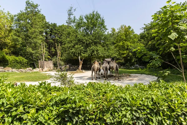 Animals Reconstructed Natural Habitat Zoological Park —  Fotos de Stock