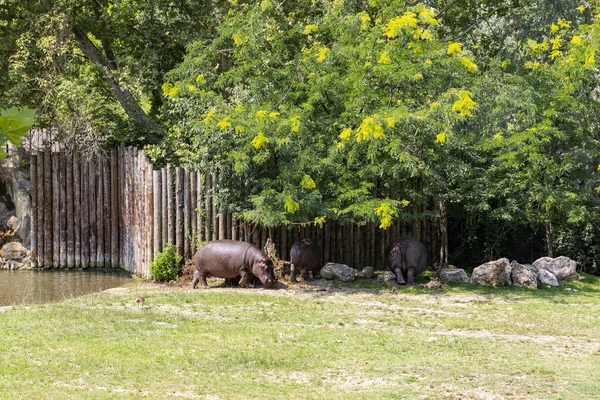 Animals Reconstructed Natural Habitat Zoological Park — Stock Photo, Image