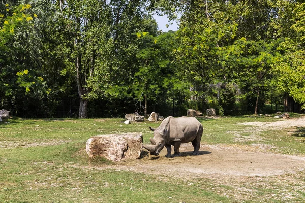 Animals Reconstructed Natural Habitat Zoological Park — Foto de Stock