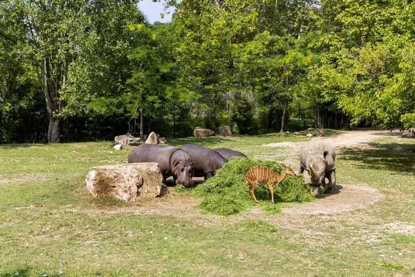 Animals Reconstructed Natural Habitat Zoological Park — 스톡 사진