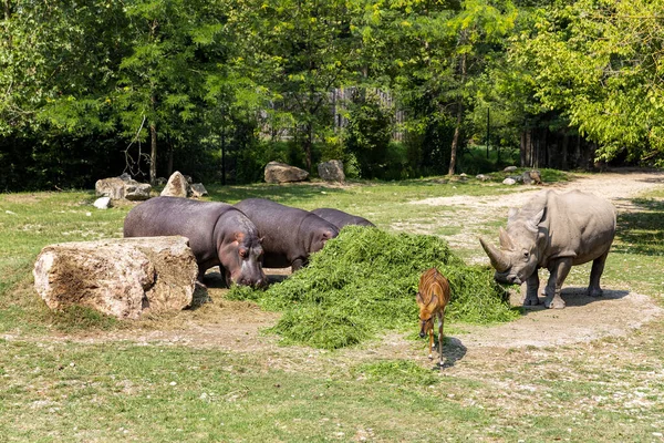 Animals Reconstructed Natural Habitat Zoological Park — стоковое фото