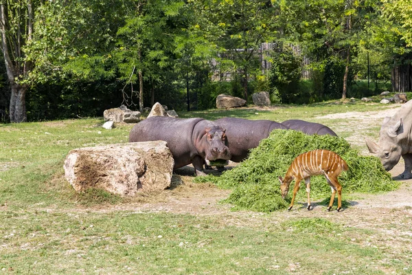 Animals Reconstructed Natural Habitat Zoological Park — Foto de Stock