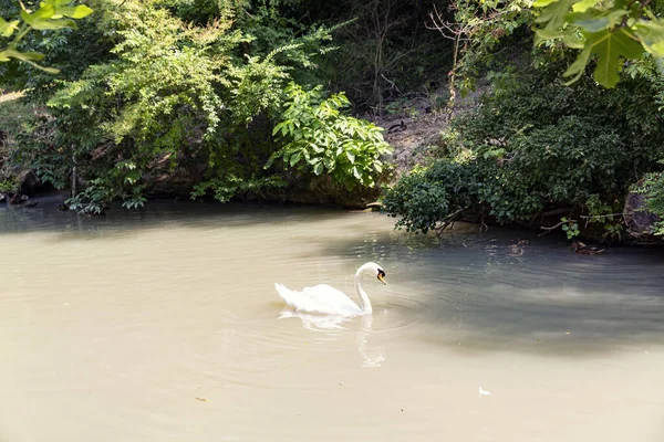 Animals Reconstructed Natural Habitat Zoological Park — Stock Fotó