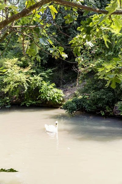 Animals Reconstructed Natural Habitat Zoological Park — Fotografia de Stock