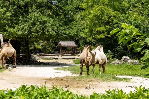 Animals Reconstructed Natural Habitat Zoological Park — ストック写真